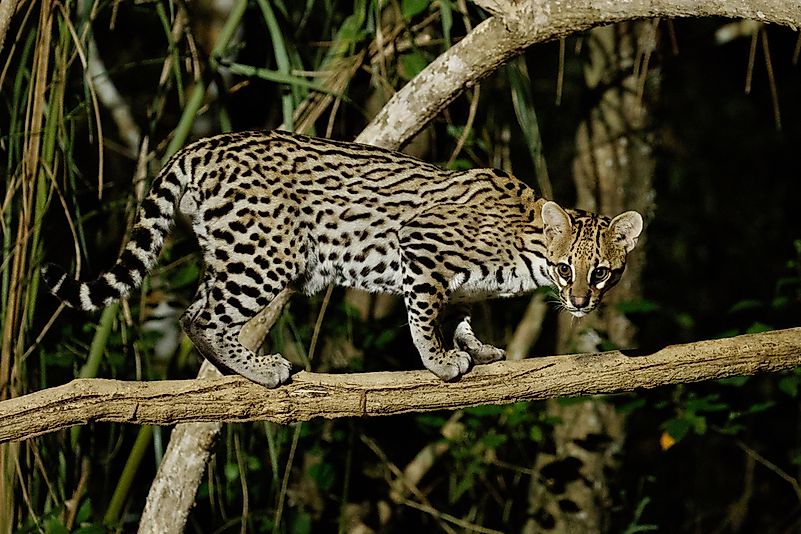 #3 Ocelot