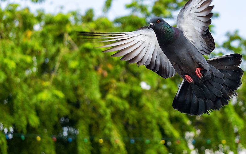 #8 Carrier Pigeon