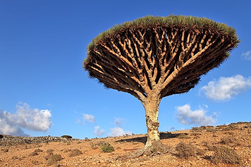 #5 Dragon's blood tree