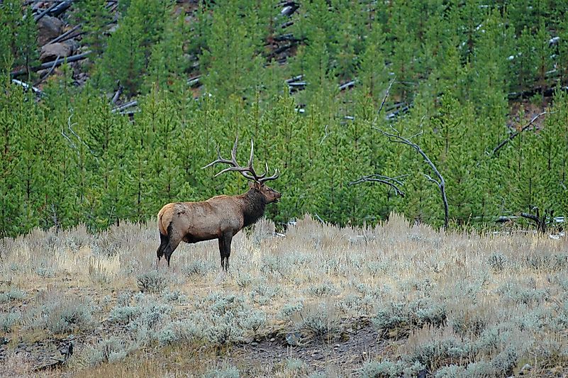 #6 Elk