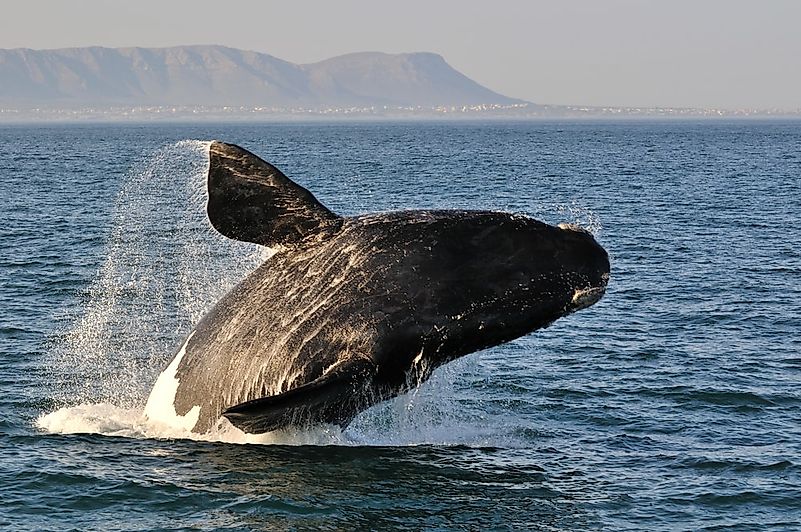 #7 Southern Right Whale