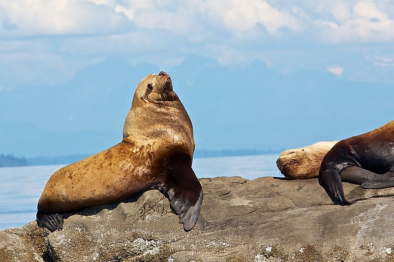A stellar sea lion basks in the sun. A stellar sea lion basks in the sun.
