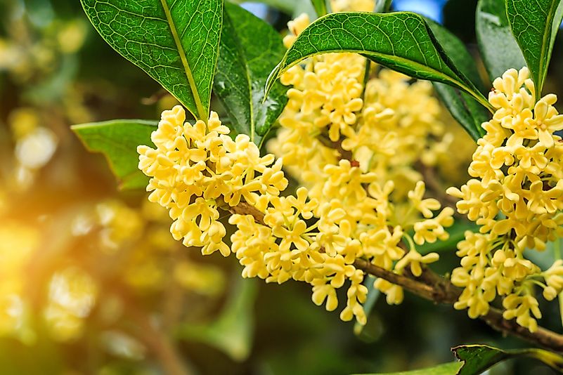 Osmanthus. Osmanthus