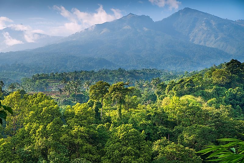 Rainforest coverage in Indonesia. Rainforest coverage in Indonesia.