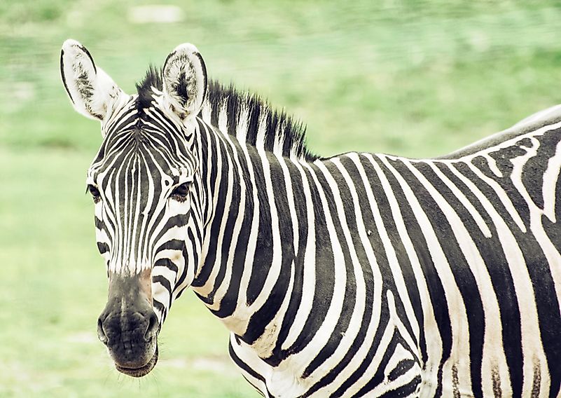 Hartmann's mountain zebra. Hartmann's mountain zebra.