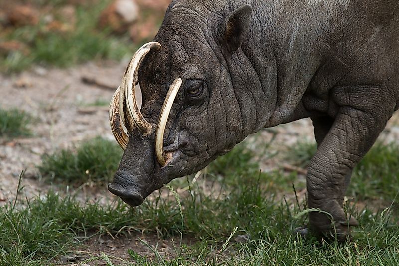 #3 Babirusa