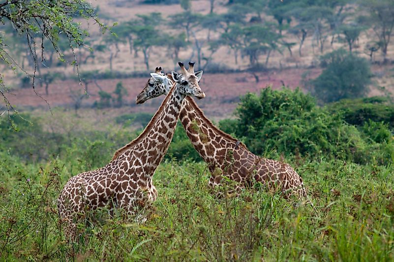 #6 Giraffe