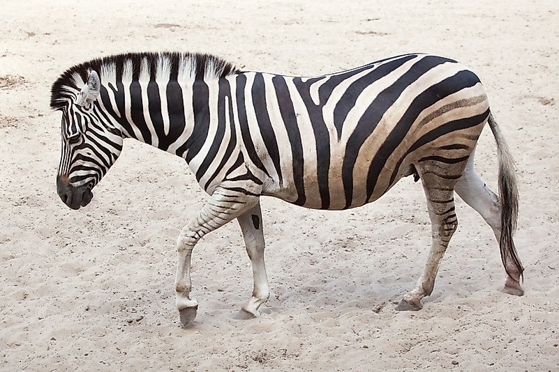 A Chapman's zebra. A Chapman's zebra.