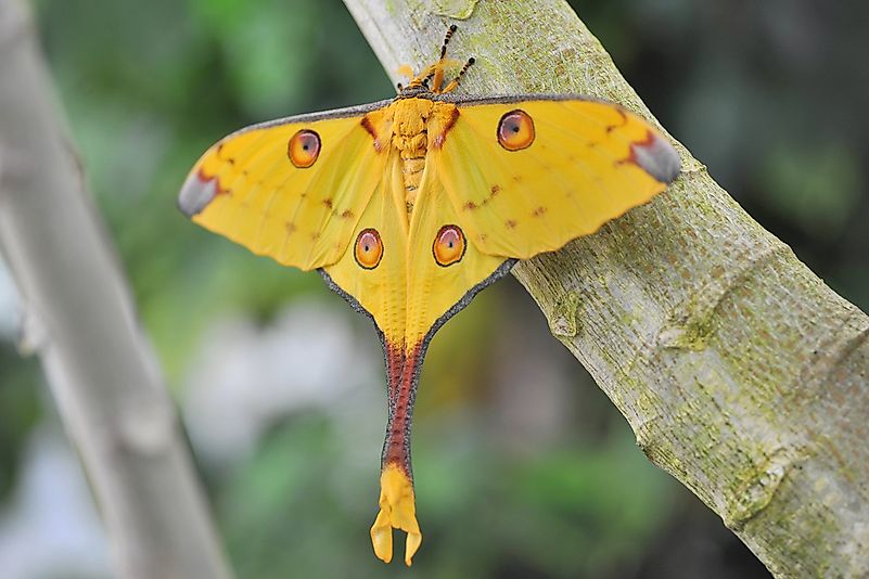 #10 Comet Moth