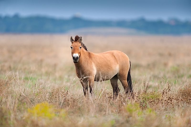 #2 Przewalski's Horse