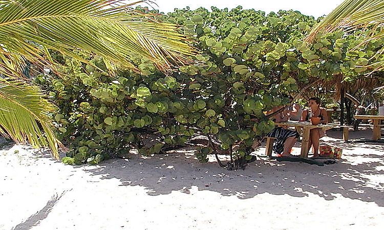 #4 The Population Of St. Barts -