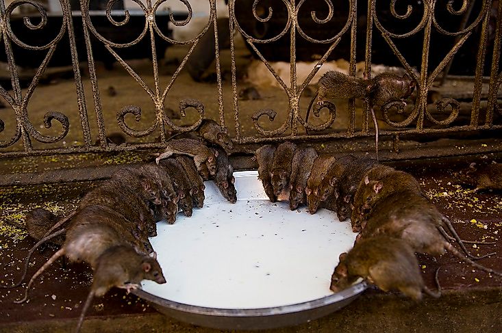 #2 Black Rats, White Rats, and Kabbas