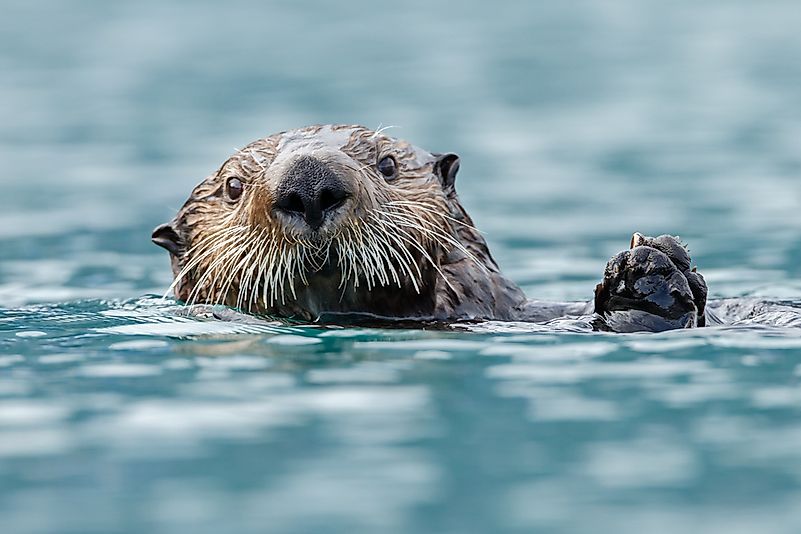 #3 Otter