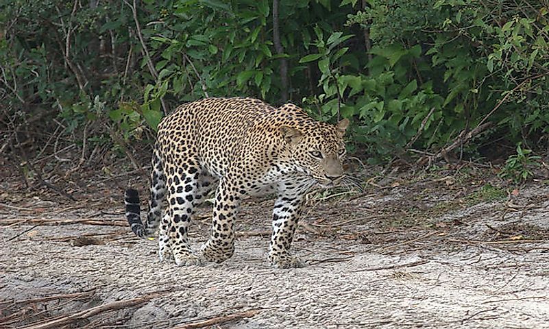 #9 Sri Lankan Leopard -
