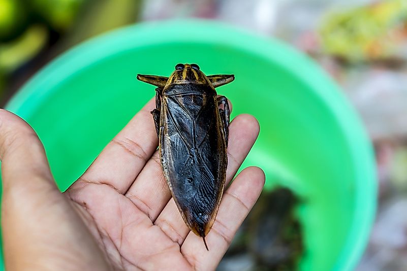 #9 Giant Water Bug