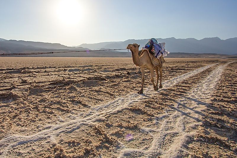 Um camal que cruza planos de sal em Djibouti. 