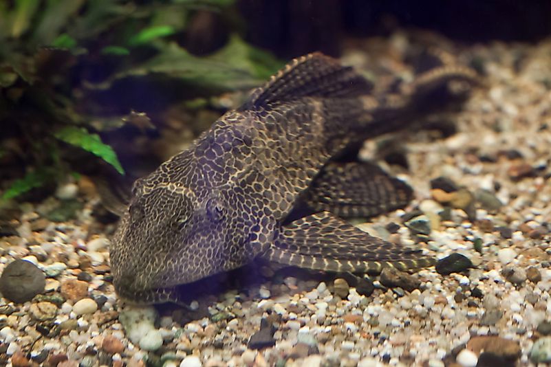 #1 Sailfin Catfish