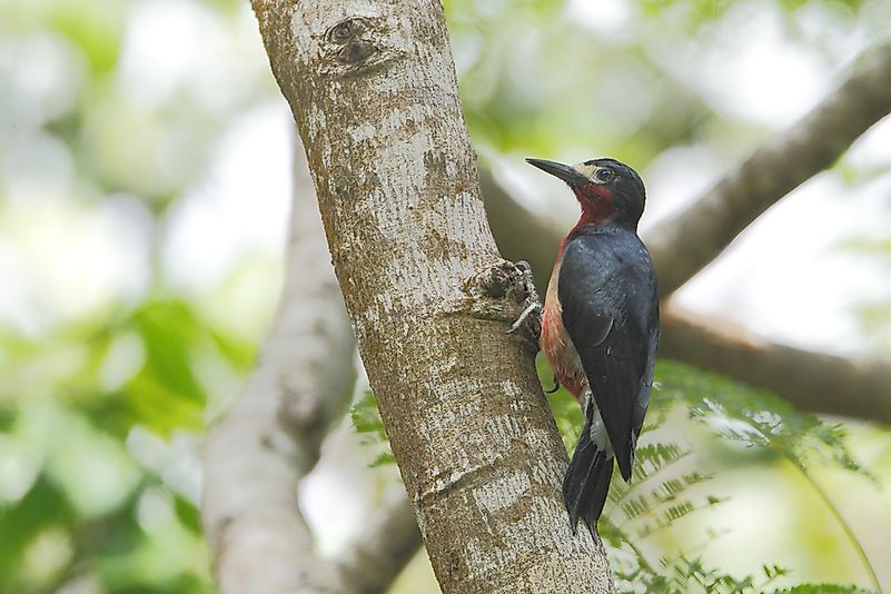 #5 Puerto Rican Woodpecker