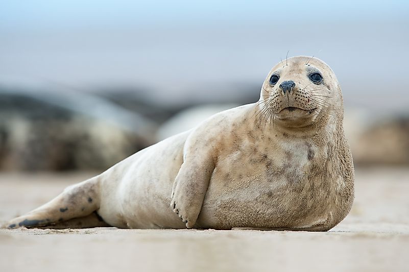 #1 Gray seal