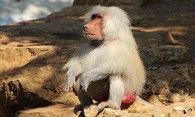 #2 Hamadryas Baboon -