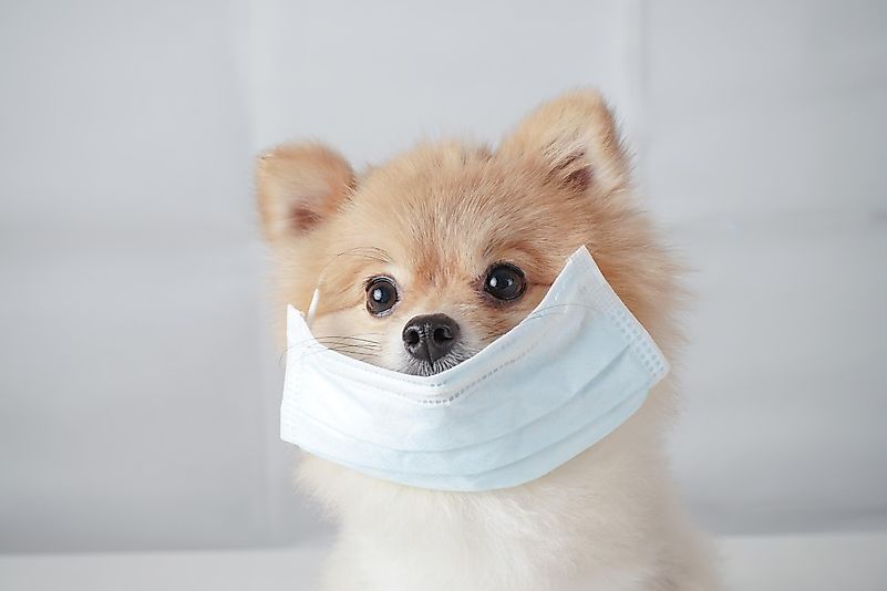 There is no evidence to indicate that your cat or dog can spread the infection to you or your family. There is no evidence to indicate that your cat or dog can spread the infection to you or your family.