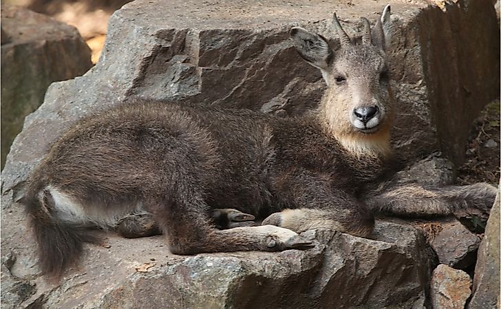 #2 Long-tailed Goral -
