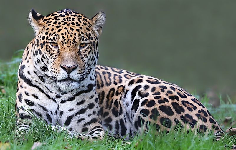 #1 Jaguar