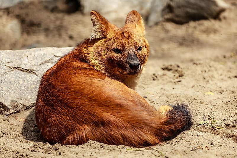 #8 Red Wolf