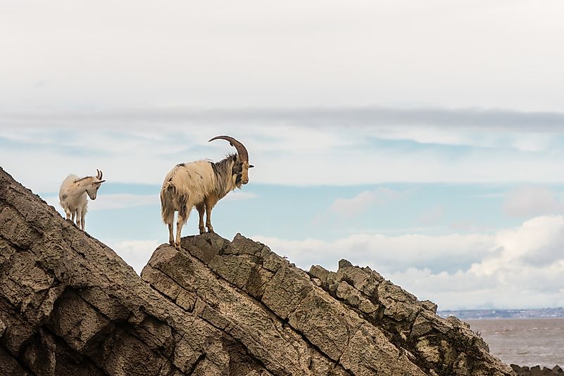 #14 Goats (Capra hircus)