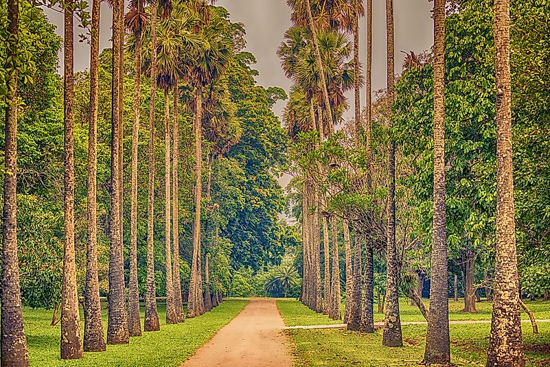 Palm Alley of the Royal Botanical Gardens. Palm Alley of the Royal Botanical Gardens.