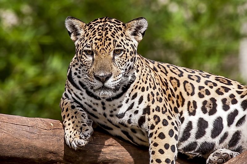 #3 Jaguar