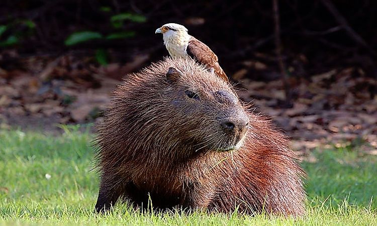 #6 Capybara -