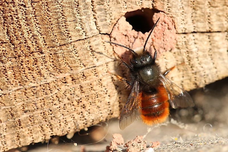 #3 Megachilidae