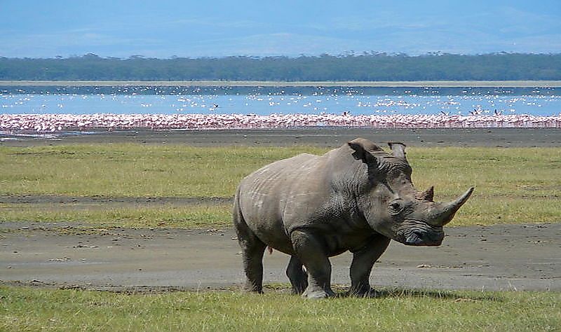 #5 Lake Nakuru