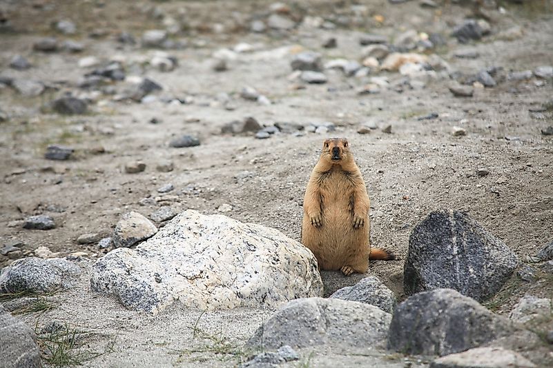#3 Long-tailed Marmot