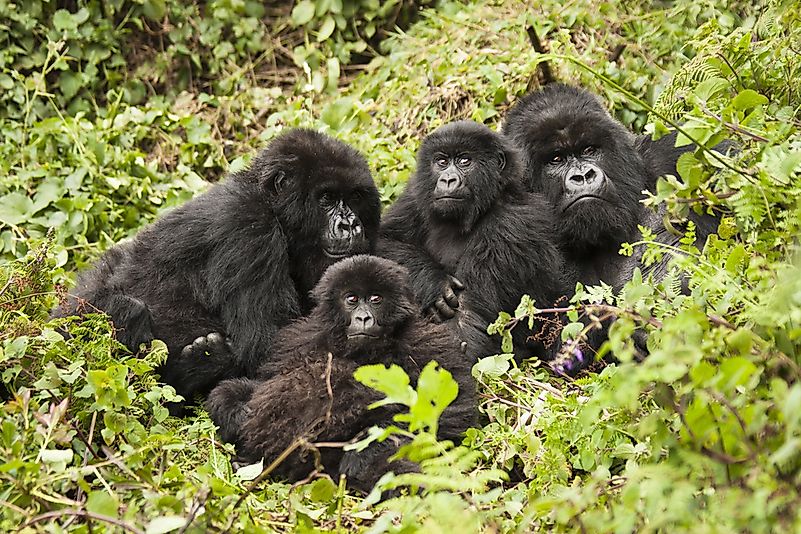 #20 Shrewdness of Apes