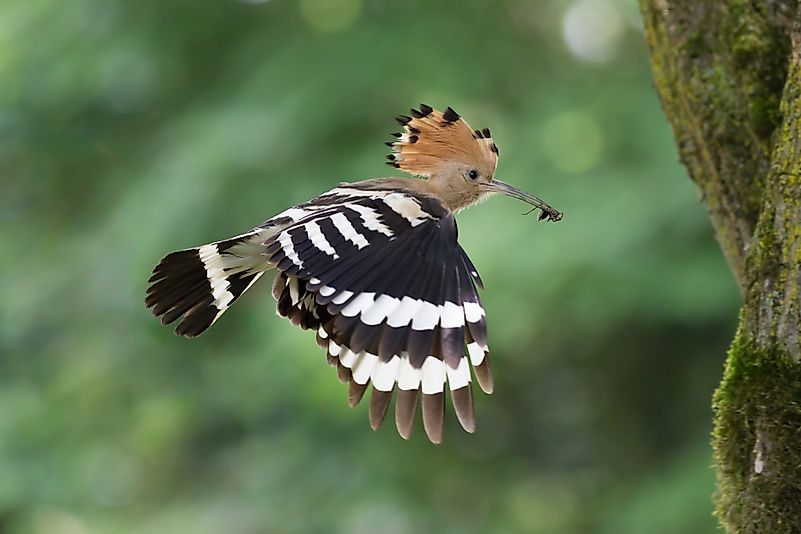 #3 Hoopoe