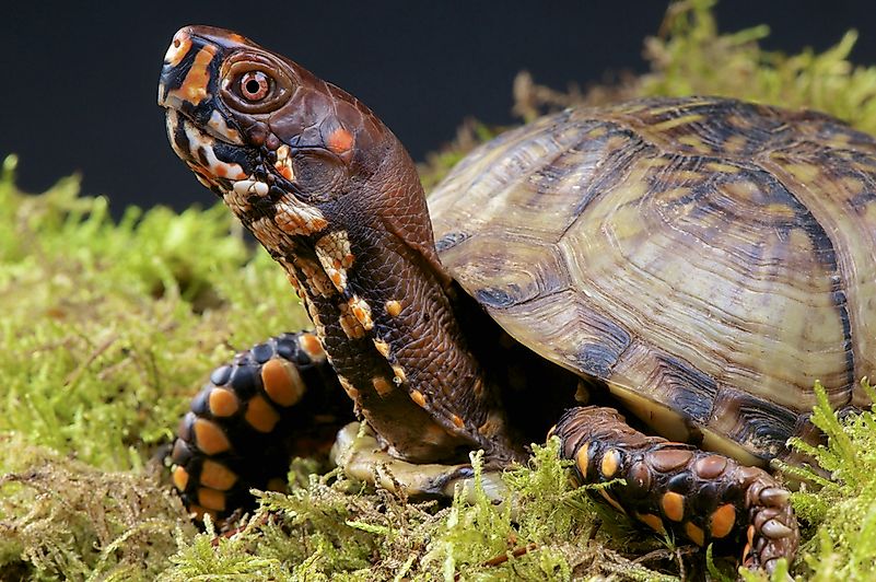 #1 Common Box Turtle