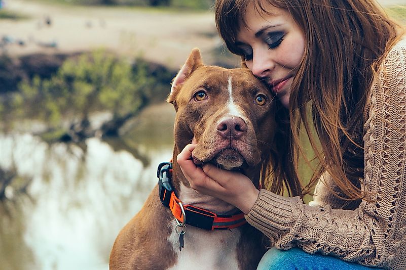 Pit bulls understand love and give it in return like any other type of dog. Pit bulls understand love and give it in return like any other type of dog.