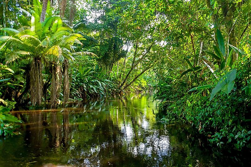The Amazon rainforest is the world's largest tropical rainforest. The Amazon rainforest is the world's largest tropical rainforest.