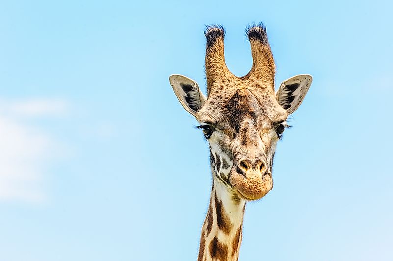 #6 Do Giraffes Have Horns?