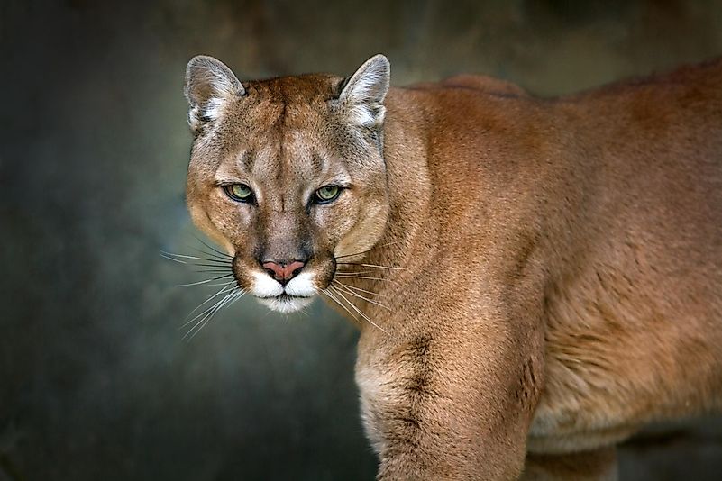#5 Cougar