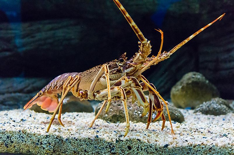 Before leaving the premise, she reached into a water tank and stole a live lobster. Before leaving the premise, she reached into a water tank and stole a live lobster.