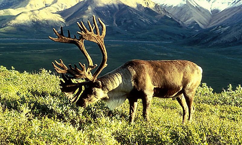 #5 Caribou