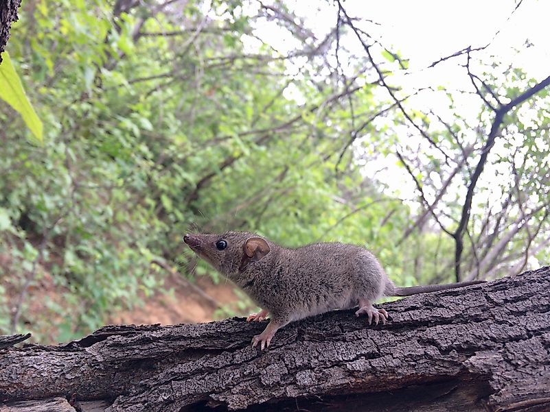The little gray short tailed opossum