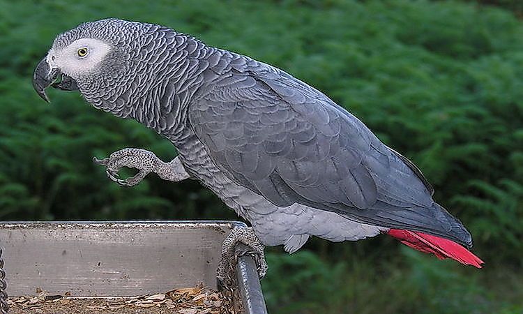 #10 African Gray Parrot