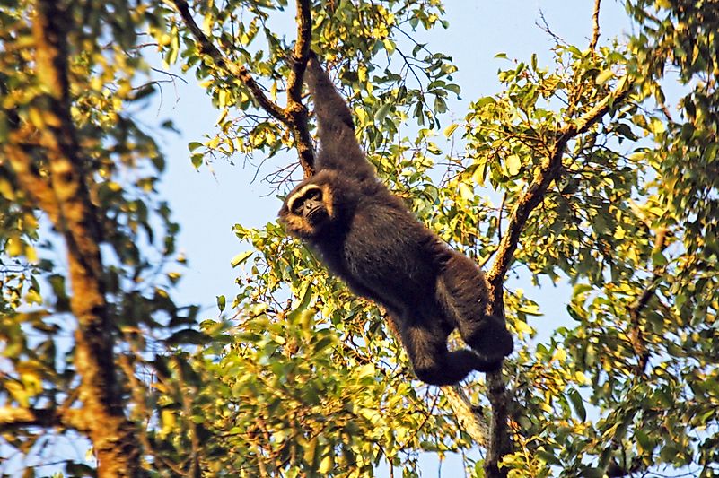 #6 Agile Gibbon