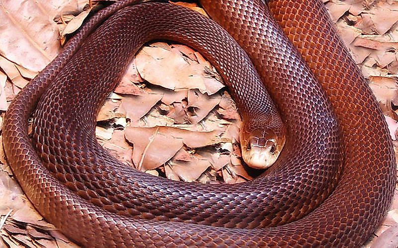 #6 Coastal Taipan