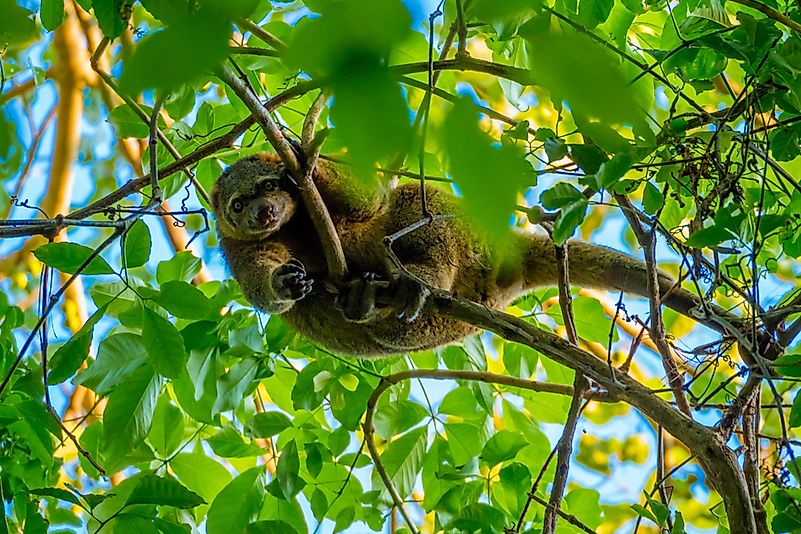 #4 Sulawesi Bear Cuscus