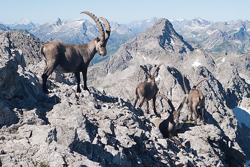 #1 Alpine Ibex